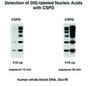 DIG Luminescent Detection Kit sufficient for 50 blots (10 cm x 10 cm each), kit of 1 (5 components), suitable for hybridization