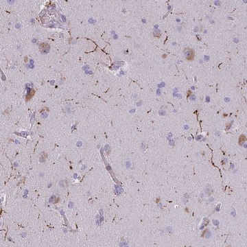 Anti-NPY antibody produced in rabbit Prestige Antibodies® Powered by Atlas Antibodies, affinity isolated antibody, buffered aqueous glycerol solution
