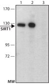 Anti-Sirt1 (C-terminal) antibody produced in rabbit ~1.0 mg/mL, affinity isolated antibody, buffered aqueous solution