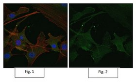 Anti-Rac1 Antibody, clone 23A8, Alexa Fluor™ 488 Conjugate clone 23A8, from mouse, ALEXA FLUOR™ 488