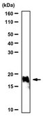 Anti-monomethyl Histone H2A.Z Antibody (Lys 7) from rabbit, purified by affinity chromatography