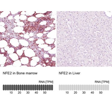 Anti-NFE2 antibody produced in rabbit Prestige Antibodies® Powered by Atlas Antibodies, affinity isolated antibody, buffered aqueous glycerol solution