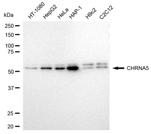 Anti CHRNA5 Antibody, clone 23GB3775, Rabbit Monoclonal clone 23GB3775, recombinant rabbit monoclonal, expressed in HEK293 cells