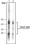 Anti-Goat IgG (whole molecule)–Alkaline Phosphatase antibody produced in rabbit affinity isolated antibody, buffered aqueous glycerol solution