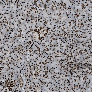 Anti-ZFR antibody produced in rabbit Prestige Antibodies® Powered by Atlas Antibodies, affinity isolated antibody, buffered aqueous glycerol solution
