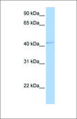 Anti-GABRA5 (ab2) antibody produced in rabbit affinity isolated antibody