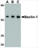 抗-Beclin-1 兔抗 affinity isolated antibody, buffered aqueous solution