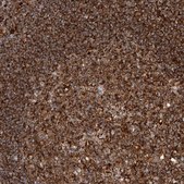 Anti-PISD antibody produced in rabbit Prestige Antibodies® Powered by Atlas Antibodies, affinity isolated antibody, buffered aqueous glycerol solution, ab1