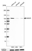 Monoclonal Anti-HMGCR antibody produced in mouse Prestige Antibodies® Powered by Atlas Antibodies, clone CL0260, purified immunoglobulin, buffered aqueous glycerol solution