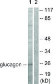 抗-胰高血糖素 兔抗 affinity isolated antibody
