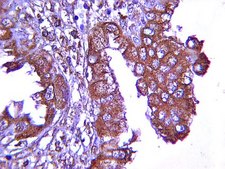 抗-VEGF抗体 from rabbit, purified by affinity chromatography