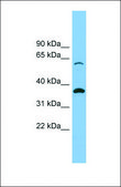 Anti-SLC25A4 affinity isolated antibody