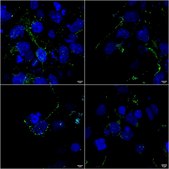 Monoclonal Anti-Tarp Gamma2/4/8 (Stargazin) - Apc antibody produced in mouse clone S245-36, purified immunoglobulin