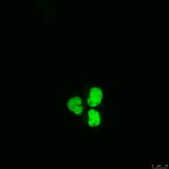 抗-RAD21抗体 Upstate®, from mouse