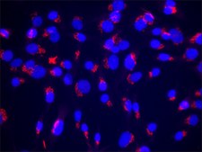 抗 GM130（C-末端） 兔抗 affinity isolated antibody, buffered aqueous solution
