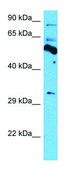 Anti-THRA antibody produced in rabbit affinity isolated antibody