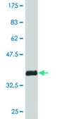 Monoclonal Anti-DYNLL1, (N-terminal) antibody produced in mouse clone 1H7, purified immunoglobulin, buffered aqueous solution