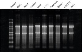 GenElute™ Mammalian Total RNA Miniprep Kit sufficient for 70 purifications