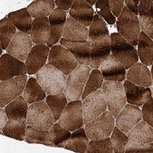 Anti-USP50 antibody produced in rabbit Prestige Antibodies® Powered by Atlas Antibodies, affinity isolated antibody, buffered aqueous glycerol solution