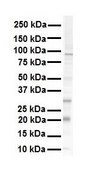 抗-KRAS affinity isolated antibody