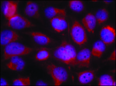 Anti-MAP3K5 (Ab-83) antibody produced in rabbit affinity isolated antibody