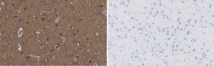 Anti-Tau-1 Antibody, clone PC1C6 ZooMAb® Mouse Monoclonal recombinant, expressed in HEK 293 cells