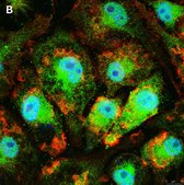 Anti-IL-33 Antibody, clone 5K9, ZooMAb® Rabbit Monoclonal recombinant, expressed in HEK 293 cells