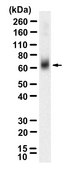 Anti-Dopamine Transporter Antibody, clone 1D2 ZooMAb® Rabbit Monoclonal recombinant, expressed in HEK 293 cells