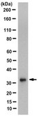 Anti-DEXRAS1 Antibody, clone 4B11.1 clone 4B11.1, from mouse