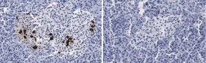 Anti-Somatostatin-28 Antibody, clone 2B19 ZooMAb® Rabbit Monoclonal recombinant, expressed in HEK 293 cells