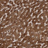 Anti-SIGMAR1 antibody produced in rabbit Prestige Antibodies® Powered by Atlas Antibodies, affinity isolated antibody, buffered aqueous glycerol solution