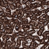 Monoclonal Anti-COX4I1 antibody produced in mouse Prestige Antibodies® Powered by Atlas Antibodies, clone CL3515, purified immunoglobulin, buffered aqueous glycerol solution