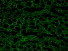 Anti-Dystrophin antibody, Mouse monoclonal clone MANDRA1, purified from hybridoma cell culture
