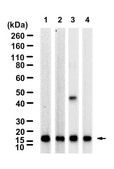 Anti-Interleukin-21 Antibody, clone 2B13 ZooMAb® Rabbit Monoclonal recombinant, expressed in HEK 293 cells