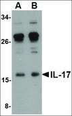 抗-IL-17 (ab2) 兔抗 affinity isolated antibody, buffered aqueous solution
