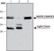 Anti-MAP Kinase, Activated (Diphosphorylated ERK-1&amp;2) antibody, Mouse monoclonal clone MAPK-YT, purified from hybridoma cell culture
