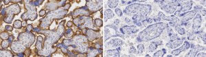 Anti-THBD Antibody, clone 1I11 ZooMAb® Rabbit Monoclonal recombinant, expressed in HEK 293 cells