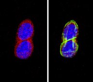 Anti-Somatostatin Antibody, clone YC7 culture supernatant, clone YC7, Chemicon®