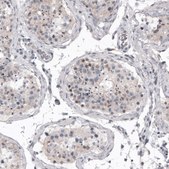 Monoclonal Anti-MKL1 antibody produced in mouse Prestige Antibodies® Powered by Atlas Antibodies, clone CL4281, purified immunoglobulin