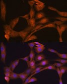 Anti-CLOCK antibody produced in rabbit