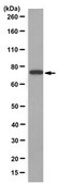 Anti-KIF3A Antibody, clone 4F9.1 clone 4F9.1, from mouse