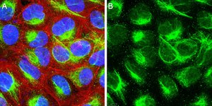 Anti-Calreticulin Antibody, clone 1F16 ZooMAb® Rabbit Monoclonal recombinant, expressed in HEK 293 cells