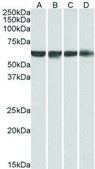 Anti-PTBP1/PTB antibody produced in goat affinity isolated antibody, buffered aqueous solution