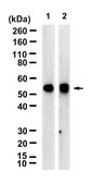 Anti-Cyclin B1 Antibody, clone V152, ZooMAb® Mouse Monoclonal recombinant, expressed in HEK 293 cells