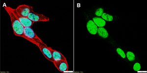 Anti-NKX2-1 Antibody, clone 1H5-H2 ZooMAb® Rabbit Monoclonal recombinant, expressed in HEK 293 cells