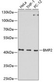 Anti-BMP2 antibody produced in rabbit