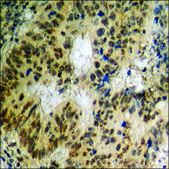 Anti-phospho-Mst1/2 (pThr183) antibody produced in rabbit affinity isolated antibody