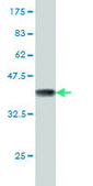 Monoclonal Anti-FAAH antibody produced in mouse clone 4H8, purified immunoglobulin, buffered aqueous solution
