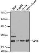Anti-CDK5 antibody produced in rabbit