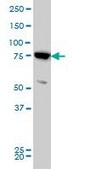 Monoclonal Anti-MFN2 antibody produced in mouse clone 4H8, purified immunoglobulin, buffered aqueous solution